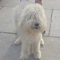 Thumbnail photo of Ziggy #1