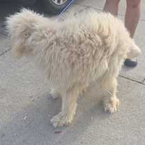 Thumbnail photo of Ziggy #2