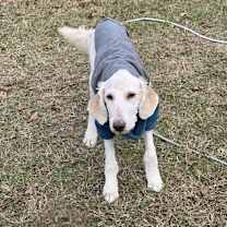 Thumbnail photo of Ziggy #3