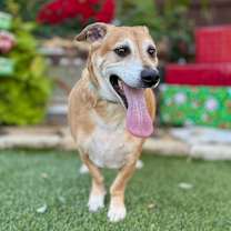 Thumbnail photo of BJ #4