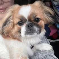 Thumbnail photo of Custard #2