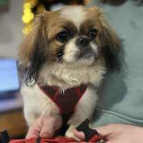 Thumbnail photo of Custard #3