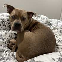 Thumbnail photo of Bella #1