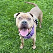 Thumbnail photo of Bella #2