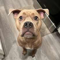 Thumbnail photo of Bella #3