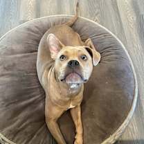 Thumbnail photo of Bella #4