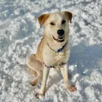 Thumbnail photo of Parker - Stratford #1