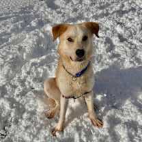 Thumbnail photo of Parker - Stratford #2