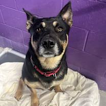 Thumbnail photo of Jasper #2