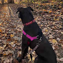 Thumbnail photo of Coco Chanel #4