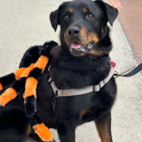 Thumbnail photo of Mongo #1