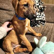 Thumbnail photo of Parson #4