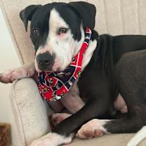 Thumbnail photo of Maverick #1