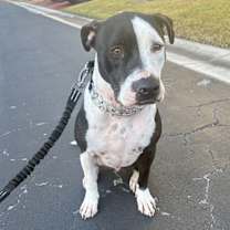 Thumbnail photo of Maverick #4