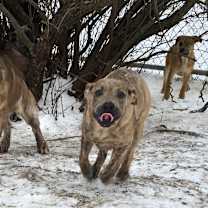 Thumbnail photo of Brooks #2