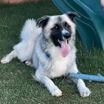 Thumbnail photo of Ash #1