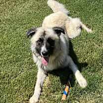 Thumbnail photo of Ash #2