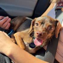 Thumbnail photo of Gidget #3