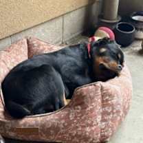 Thumbnail photo of Mr. Wayne #3