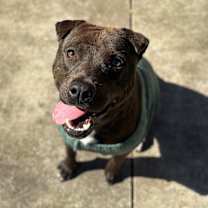 Thumbnail photo of Pickles #1