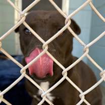 Thumbnail photo of Pickles #3