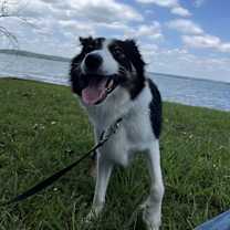 Thumbnail photo of Iris #1