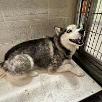 Thumbnail photo of BENTLEY #3