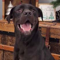 Thumbnail photo of Raven #1