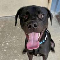 Thumbnail photo of Raven #4