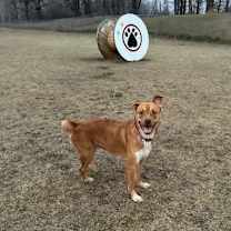 Thumbnail photo of Apollo #1