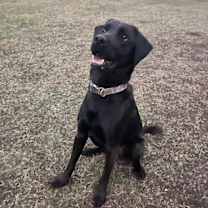 Thumbnail photo of Connor #1