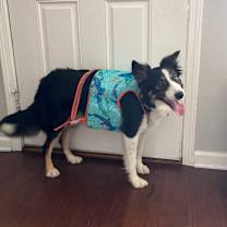 Thumbnail photo of Iris #4