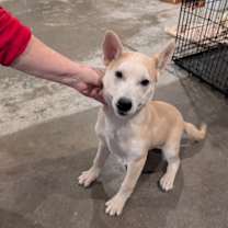 Thumbnail photo of Peanut #3