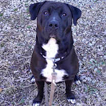 Thumbnail photo of BROWNIE BOO #4