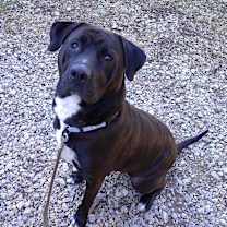 Thumbnail photo of BROWNIE BOO #1