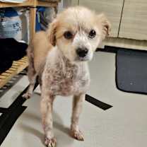 Thumbnail photo of Miso #3