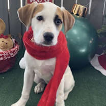 Thumbnail photo of Rosie #1