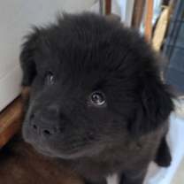 Thumbnail photo of Bear #1