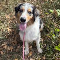 Thumbnail photo of LEVI #1