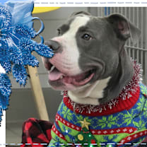 Thumbnail photo of Boo Boo #1