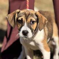 Thumbnail photo of Roo #1