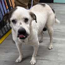 Thumbnail photo of AGATHA/URGENT #3