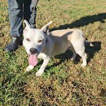 Thumbnail photo of Buster #2