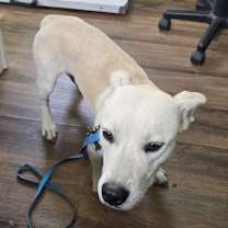 Thumbnail photo of Buster #4