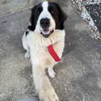 Thumbnail photo of Bella in New England #1