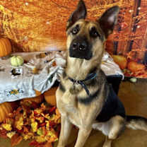 Thumbnail photo of Henri (New Digs) #2