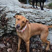 Thumbnail photo of Jake #1