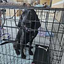 Thumbnail photo of Raven #2