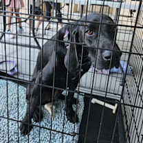 Thumbnail photo of Raven #3