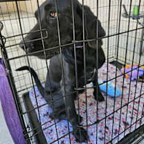 Thumbnail photo of Raven #4